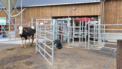Toutes les 8h,  la porte de tri oriente les vaches vers une autre parcelle de manière à ce qu’elles aient constamment accès à de l’herbe fraîche.