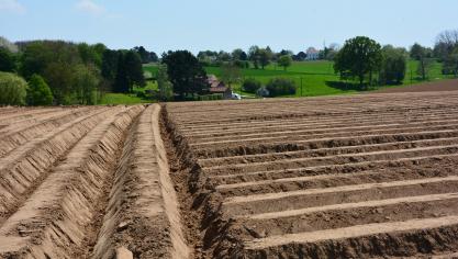 Fertilisation de la pomme de terre: les clés pour bien raisonner les apports