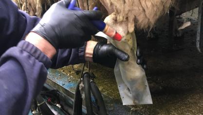 Les boiteries sont problématiques dans de nombreux élevages. Pour les soigner plus facilement, un éleveur irlandais utilise une gaine en plastique autour de la patte malade.