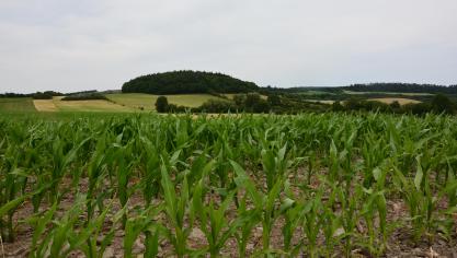 Le maïs fourrage sous la loupe du Cipf et du Cpl-Vegemar: les variétés très précoces à mi-précoces à retenir au sud du Sillon-Sambre-et-Meuse