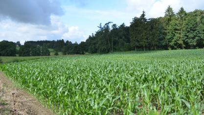 Si quelques variétés ultra précoces conviennent pour les différentes régions de l’Ardenne, on retiendra cependant qu’au-delà de 480 m d’altitude, la culture de maïs présente un risque d’échec trop grand.