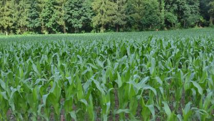 Cultiver du maïs dans les régions froides: quelles variétés choisir pour les prochains semis?