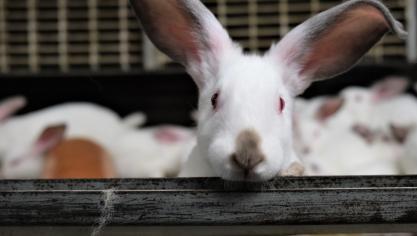 «La réglementation belge relative au bien-être des lapins est en avance de plusieurs années lorsque l’on voit ce qui se fait chez nos voisins», témoignent Luc et Mia.