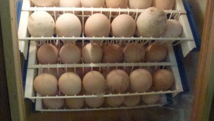 Pour l’incubation, il faut uniquement conserver des œufs propres et ne présentant pas de défaut au niveau de la coquille.
