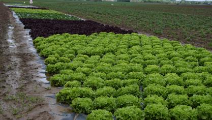 Les salades, choux-fleurs, brocolis, le fenouil et les épinards sont cultivés en agriculture biologique.