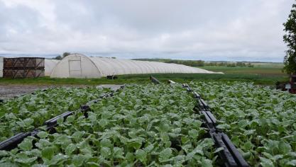 Les légumes sont installés sur plusieurs hectares autour de la ferme.