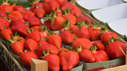 Une fraise doit être consommée à température ambiante. Si elle sort du frigo, elle n’exprime pas tous ses arômes et manque de goût.