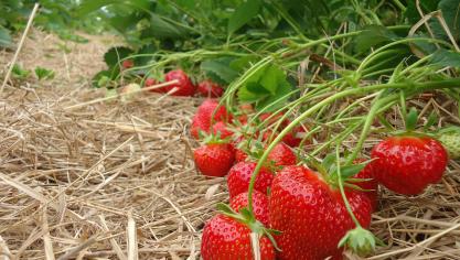 La ferme récolte chaque année 70 ares de fraises, 40 en mai et 30 en juin.