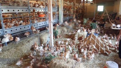 Un batiment pour poulettes qui correspond bien aux comportements des poussins. Elles peuvent s’occuper tout en cherchant de l’aliment et prendre des bains de poussière...