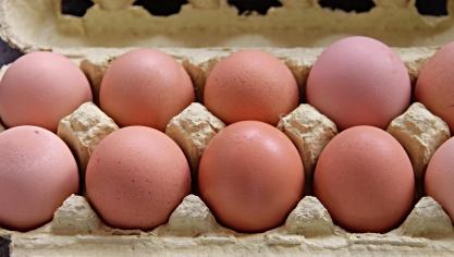 Depuis le 7 mars, les œufs des poules confinées doivent porter le code « 2 »  (œufs de poules élevées au sol) et les emballages doivent être adaptés.