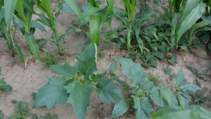 Toxique pour l’homme et l’animal, le datura se contrôle facilement en culture de maïs, à condition d’intervenir aux stades jeunes.