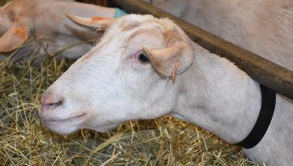 Le prix du lait, relativement stable depuis 2021, permet difficilement de couvrir les coûts de production actuels, mettant la situation économique des exploitations laitièrescaprines sous tension.