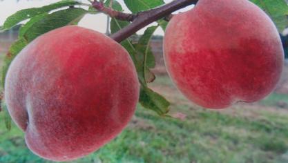 Les variétés de pêches à chair blanche (ici : ‘Fertile de Septembre’ R.G.F.) ont une qualité gustative plus marquée que celles à chair jaune. Elles semblent aussi mieux adaptées  à notre climat actuel parce qu’elles sont moins exigeantes en chaleur.
