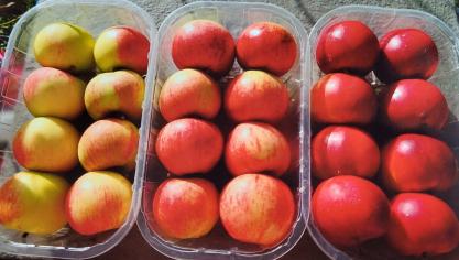 Dans les vergers, des fruits plus colorés se remarquent aisément lors de la récolte.  C’est notamment ce que l’on observe ici avec ‘Elstar’ (à gauche)  et ses mutants bicolores (au centre) et rouges (à droite).