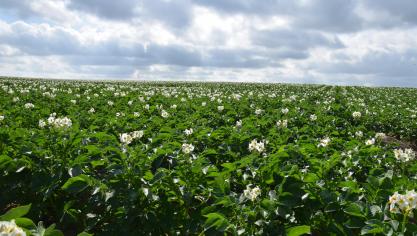 Certains champs de variétés de conservation ont fleuri plus tôt que d