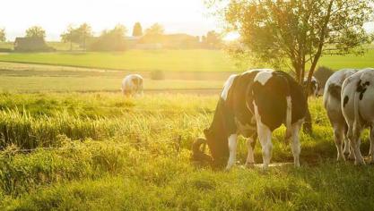 Projet Blanc bleu vert: une stratégie alimentaire pour réduire l’empreinte globale de la production de viande bovine