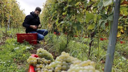 Vendanges au domaine de la Bouhouille à Blégny.