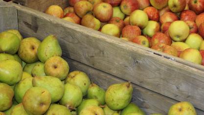 La récolte de pommes belge accuse un recul par rapport à l’année dernière,  contrairement aux poires qui voient leur production légèrement augmenter.