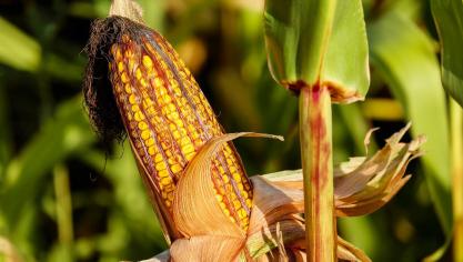 corn-ge1c76d633_1920