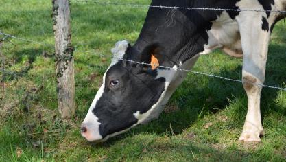 La clôture d’un champ ou d’une prairie ne peut servir de base à une possession non équivoque car elle doit être remplacée tous les 10ans ainsi qu’en cas de dégâts.