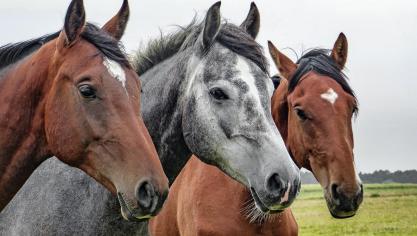 Le cheval de trait en maraîchage: une interface qualité entre l'homme et la  terre 