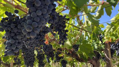 Le Montepulciano est l’un des 10 cépages les plus utilisés dans la Botte.