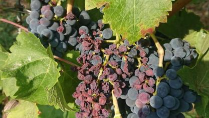 Coup de soleil – échaudage sur grappe.