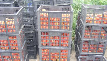Les caisses de la ferme permettent de ramener les légumes jusqu