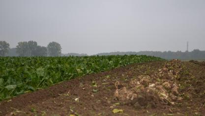 Afin d’éviter des problèmes de mouche des semis, on peut enfouir les résidus de culture immédiatement après l’arrachage pour éviter les pontes et/ou attendre entre les arrachages les plus précoces et le semis.