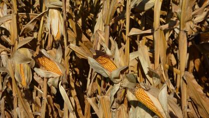 Les variétés précoces atteignent, pour les parcelles encore en place,  en moyenne 25,5 % d’humidité.