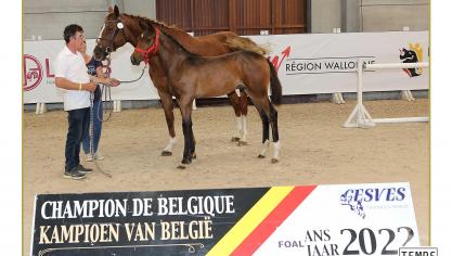 Gagnant des poulains option obstacle: Cody du Mas d’Eole Z (Corydon van T&L x Dieu Merci van T&L).
