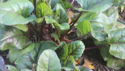 La croissance rapide des plantes permet d
