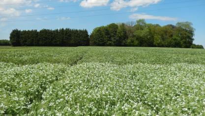 Pois protéagineux d'hiver en fleur (à l'avant) et féverole d'hiver en fleur (à l'arrière), (essais CePiCOP à Gembloux, début juin 2021)