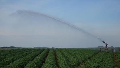 Les prix des pommes de terre ayant été élevés en 2021, un bénéfice excédentaire  doit être déclaré pour les grandes exploitations de pommes de terre.