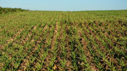 Il est conseillé de traiter les emblavures ayant atteint ou dépassé le stade trois feuilles,  si 10 % des plantes ou plus sont porteuses de pucerons.