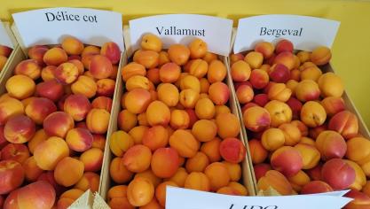 La production wallonne se démarque de ses concurrentes étrangères par sa qualité. Les abricots produits chez nous sont cueillis à maturité, directement triés avant d’être mis en vente dans le commerce dès le lendemain.