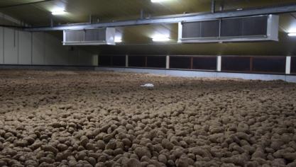 Les stocks au 15 novembre étaient évalués à environ 2,92 Mt, plus faibles que toutes les années récentes. Et il reste particulièrement peu de pommes de terre libres dans les hangars belges.
