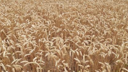 Bien qu’en recul, la production mondiale de blé devrait atteindre malgré tout atteindre un record à 781,2 millions de tonnes.