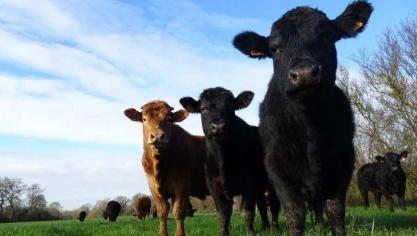 Les bœufs et génisses croisés limousins/angus de 12 à 24 mois en pâturage hivernal dans la ferme expérimentale de Thorigné-d’Anjou.