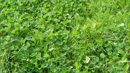 Les engrais verts peuvent être incorporés au sol par un travail superficiel ou par un bêchage classique.