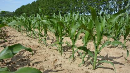 En 2022, ce n’est qu’à partir de début juin que le maïs a pu véritablement accélérer  sa croissance grâce aux pluies de la première décade de ce mois.