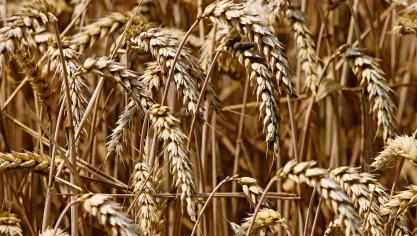 wheat-3524861_1920