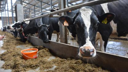 Lors du choix variétal, on sera attentif à divers critères de valeur alimentaire  tels que la teneur en amidon, la digestibilité de la matière organique et  la teneur énergétique (VEM) en vue de limiter le recours aux aliments concentrés.