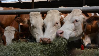 CowVision disponible sur ordinateur  et smartphone.