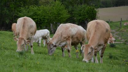 Les prix mondiaux de la viande bovine s’affichent en recul, en raison d’une faible demande à l’échelle du globe.