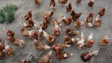 Sillonbelge Be Votre Specialiste De L Agriculture En Belgique