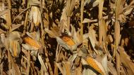 Selon les déclarations de superficie, les surfaces en maïs grain couvriraient cette année près de 54.300 ha, soit 6
% de plus que l’an dernier.