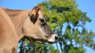 Le Cniel en France entend soutenir les éleveurs qui participeraient à un effort de limitation de la production laitière.