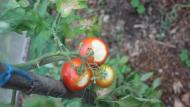 Lorsque la température dépasse 35°C, les fruits de la tomate exposés directement au soleil peuvent être brûlés. Une feuille protectrice peut éviter cet accident physiologique. Les fruits brûlés peuvent être consommés rapidement. Les tissus lésés pourrissent rapidement.