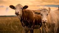 En France, les abattages de gros bovins ont rebondi de 11% par rapport à la semaine précédente, dont 8% pour les vaches laitières.  Les sorties de celles-ci sont même en hausse de +10% par rapport à 2019. Ce début d’afflux pourrait être lié  à la volonté affichée de réduire la production de lait.